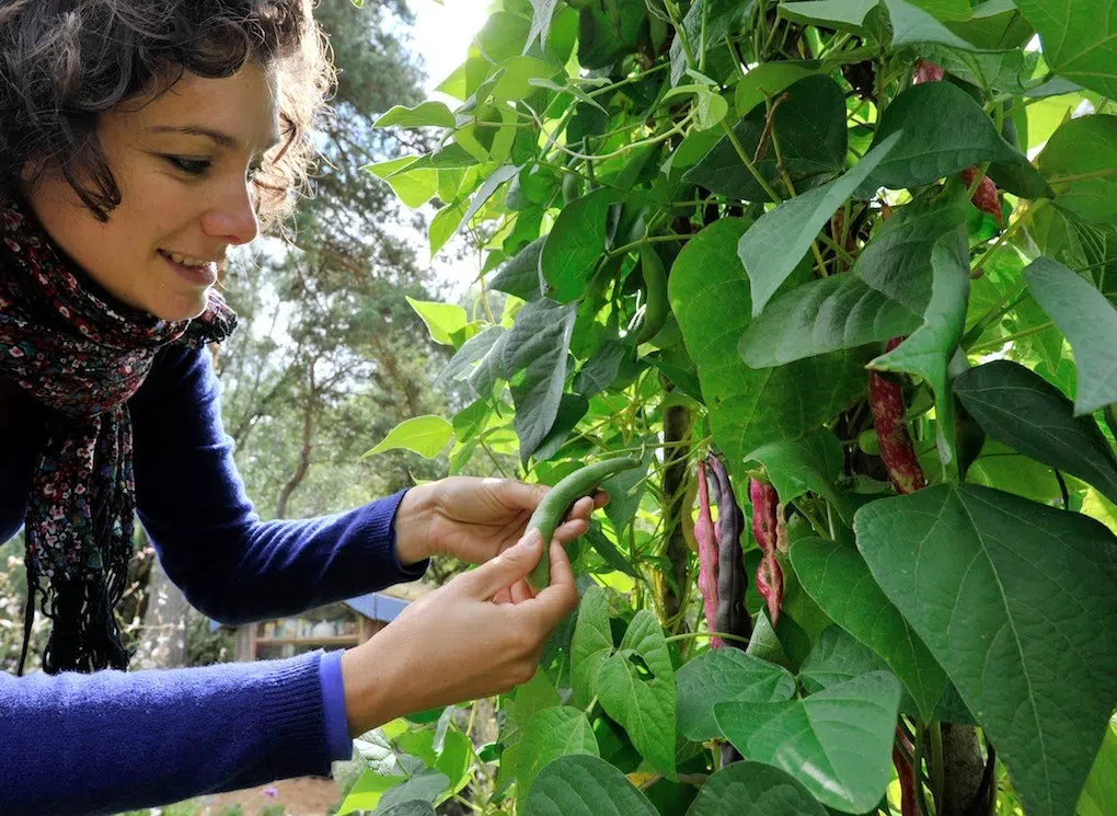 Cultiver des haricots verts et à rames 1