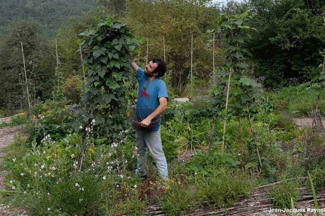 Cultiver des haricots verts et à rames