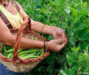 Panier au bras, c'est l'heure de récolter les petits pois du potager