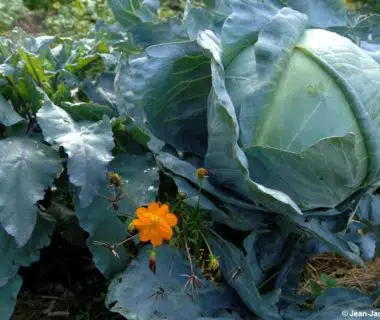 Gros plan sur un chou du potager