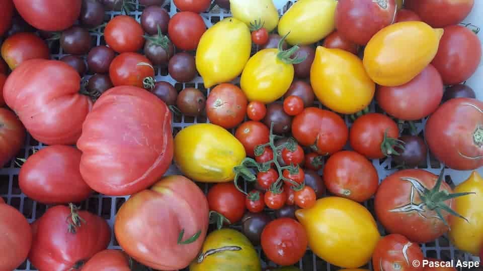 En vidéo : faire ses graines de tomates et les semer - Terre Vivante