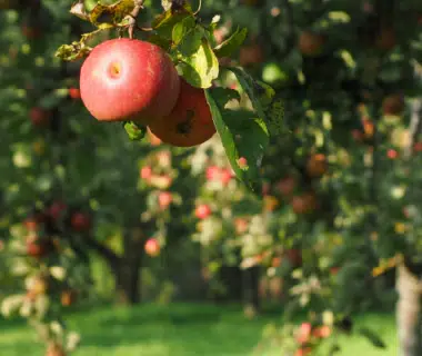 Pommier dans un verger