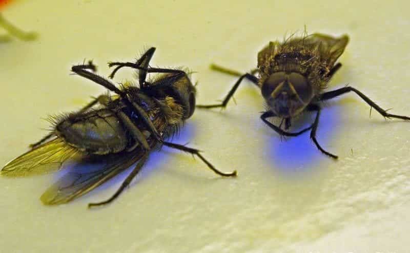 Comment éloigner les mouches domestiques de votre maison - V