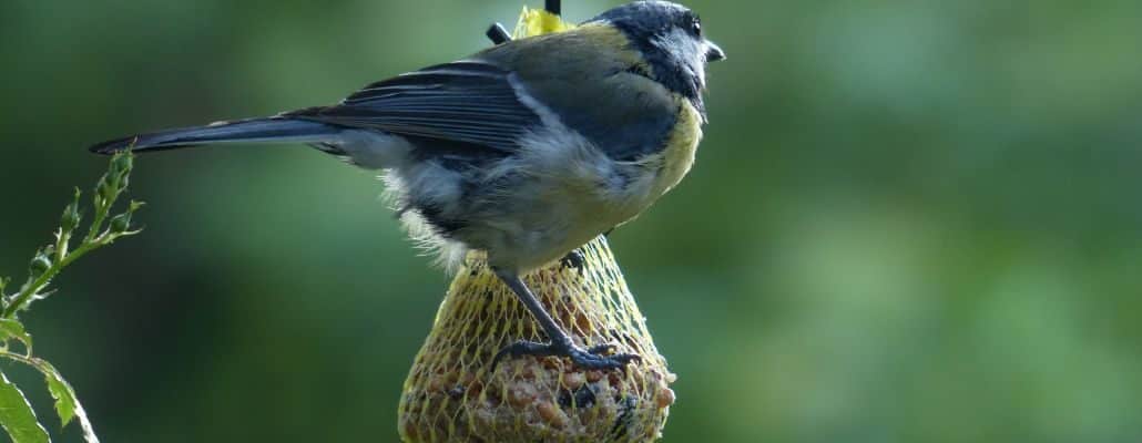 Boule de graisse sans filet pour nourrir les oiseaux du jardin