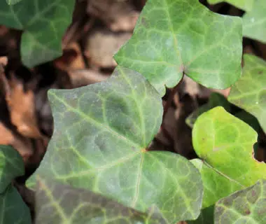 Le lierre, une plante sauvage persistante