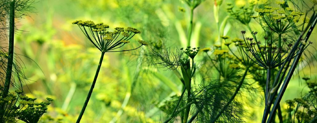 Anis vert : culture, bienfaits et recettes - Terre Vivante - Vertus des  plantes