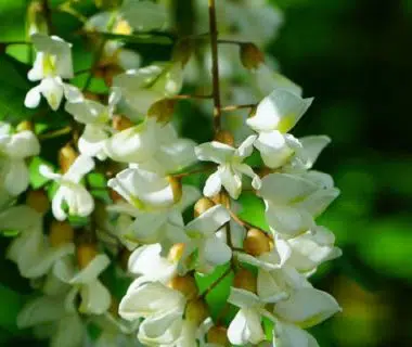 Robinia pseudoacacia