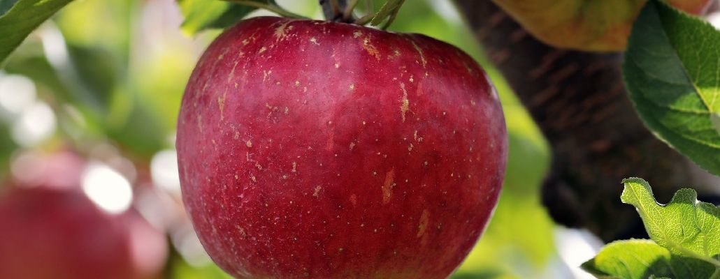 La pomme : bienfaits et culture - Terre Vivante - Vertus des plantes