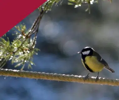 L'hiver au jardin : accueillir les oiseaux