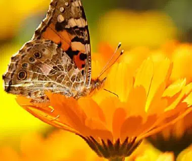 Photo d'un papillon sur un souci