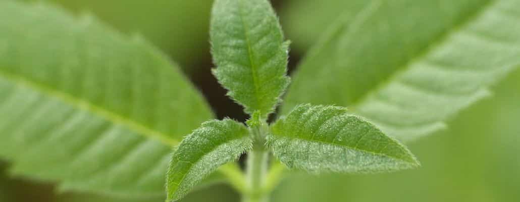 La verveine citronnée - l'Herbier du Diois : plantes aromatiques