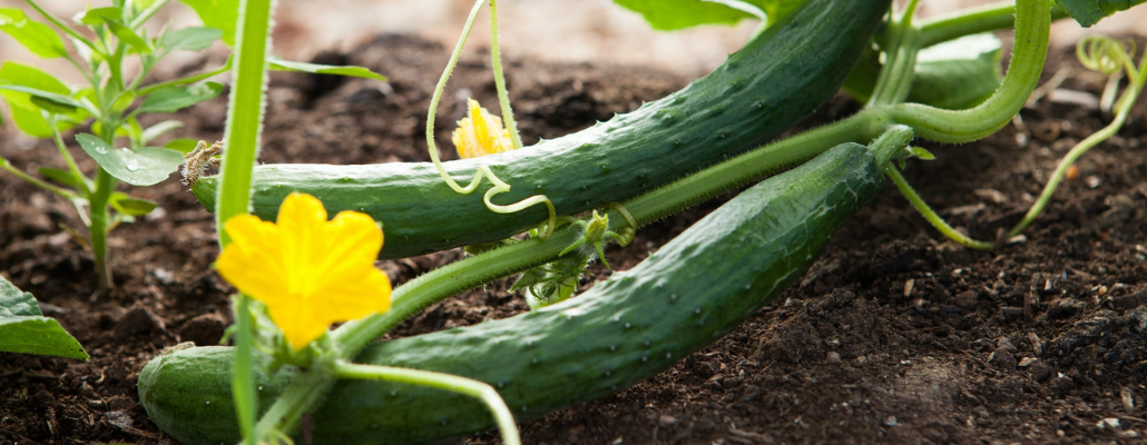 Réussir la culture du concombre et du cornichon