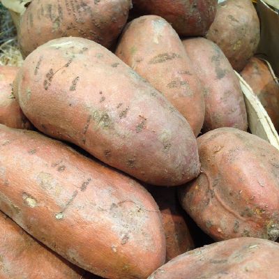 Pommes de terre, patates douces pourquoi les tubercules sont de