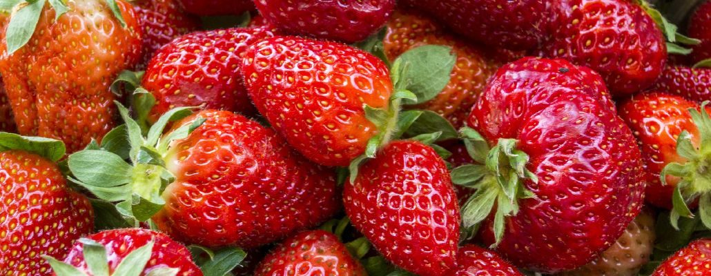 Cultiver les petits fruits – les fraises