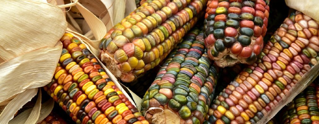 Maïs : planter, cultiver, récolter