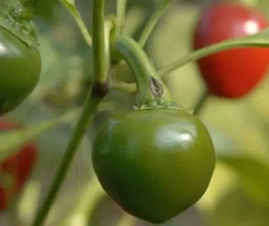 Jeunes poivrons rouges qui poussent