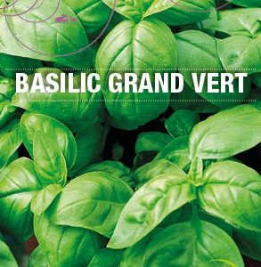 Graines Basilic grand vert bio - Essembio