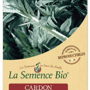 Graines Cardon blanco inerne bio - La semence bio