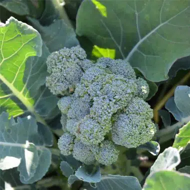 Graines Chou Brocoli vert Calabrese Natalino bio - Ferme de Sainte Marthe