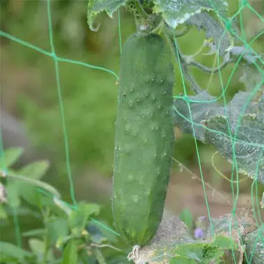 Graines Concombre Le Généreux bio - Ferme de Sainte Marthe