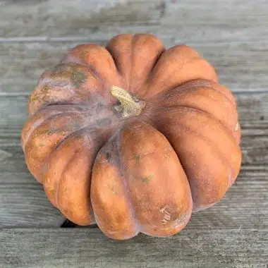 Graines Courge Musquée Muscade bio - Ferme de Sainte Marthe