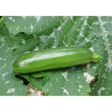 Graines Courgette Mutabile (Zuboda) bio - Les Semailles 1