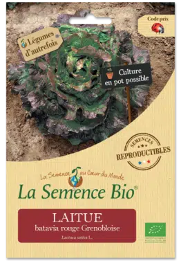 Graines Laitue batavia rouge Grenobloise Bio - La semence bio