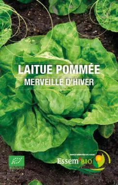 Graines Laitue d'hiver Merveille d'hiver bio - Essembio