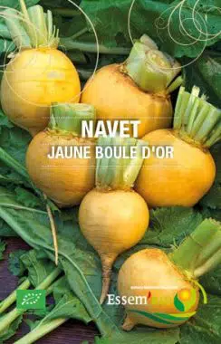 Graines Navet jaune boule d'or bio - Essembio