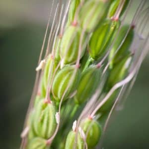 Graines Riz Duborskian bio - Kokopelli 1