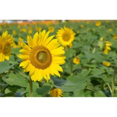 Graines Tournesol grand jaune bio - Les Semailles 1