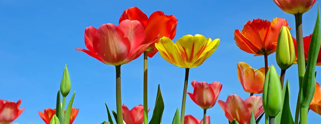 Des tulipes en paniers | 4 saisons n°244