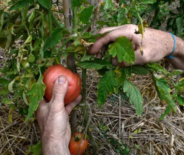 Banc d'essai: tomates, les jardiniers dégustent 6