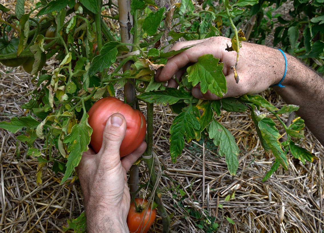 Tomates : les bonnes associations de plantes pour les protéger !