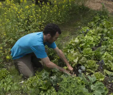 Expérimentation: Nos meilleures laitues de printemps