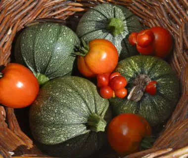 Tomates, courges, salades, haricots: Vos variétés préférées