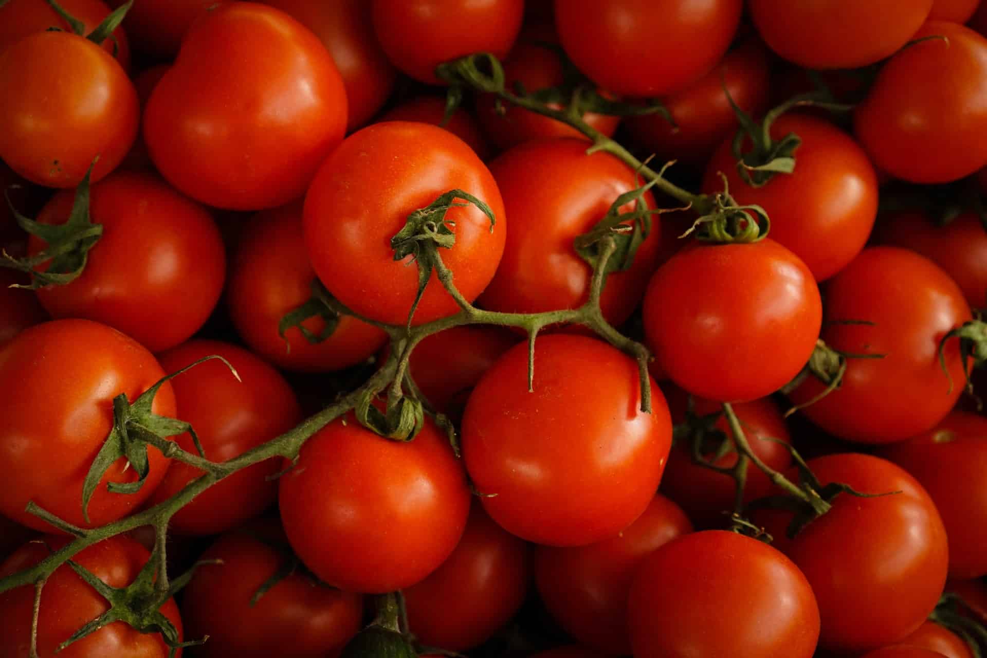 Comment bien tuteurer les tomates ? [Conseils tuteurage] - France Serres