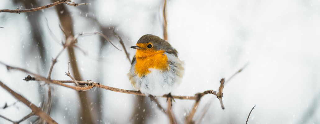 Les 21 oiseaux du jardin en hiver : quels sont-ils ? - Blog
