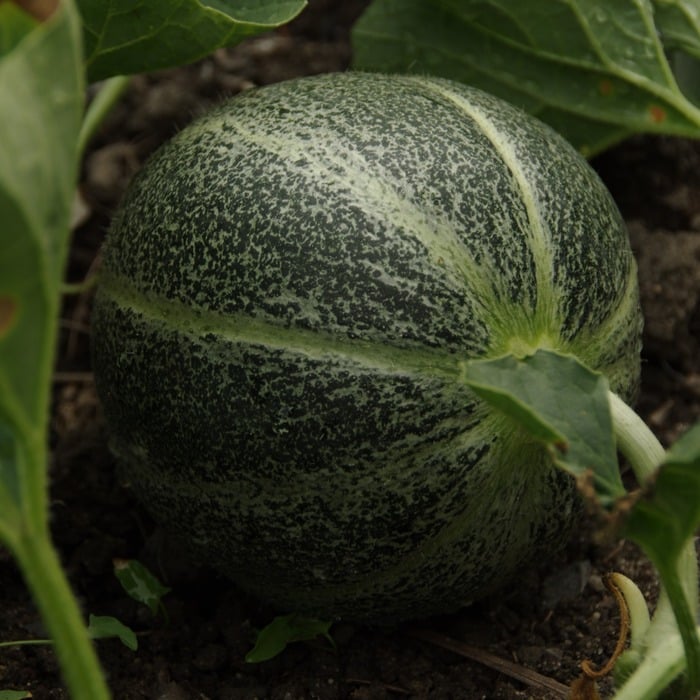 Melon_sucrin_petit_gris_de_Rennes_Les Semences de l’Ombelle