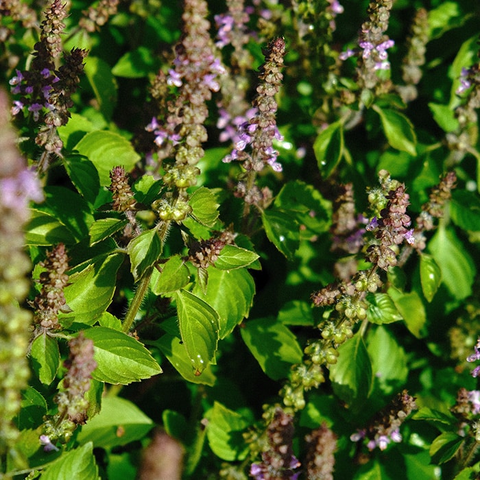 N°1 Basilic Sacré Tulsi_Les Semences de l’Ombelle