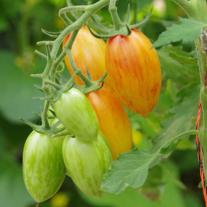 N°1 Tomate_flamée_blush_LER__Les Semences de l’Ombelle