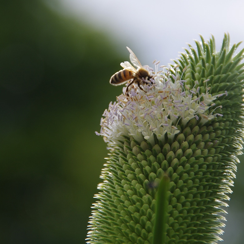 Graines_cardère_oiseaux_abeille_J1