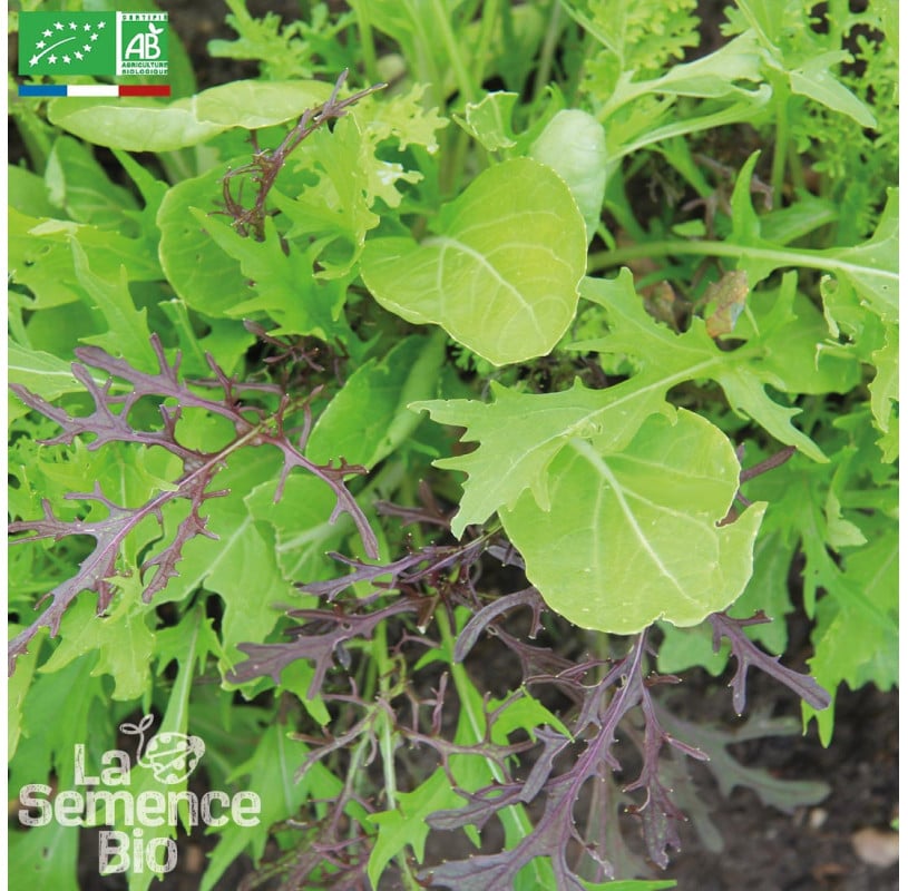 semences-bio-reproductibles-mesclun-jeune-pousse-asiatique-bio